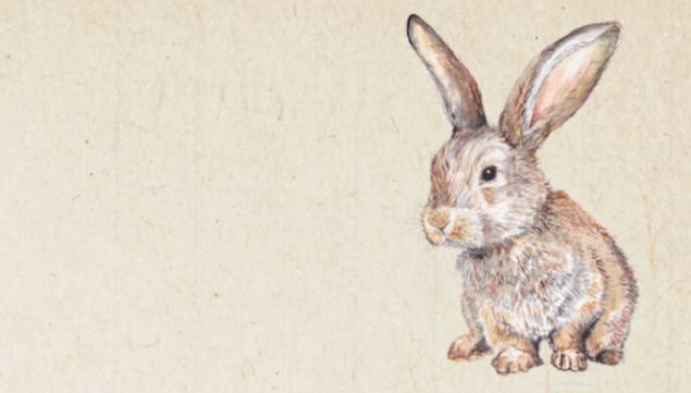 Wild Life Drawing: Easter Bunnies