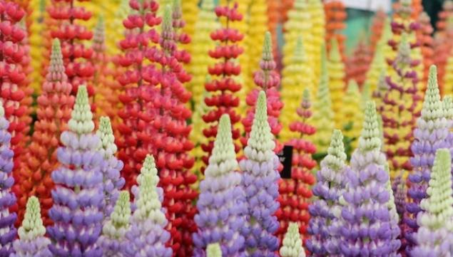 London's blooming: Chelsea Flower show