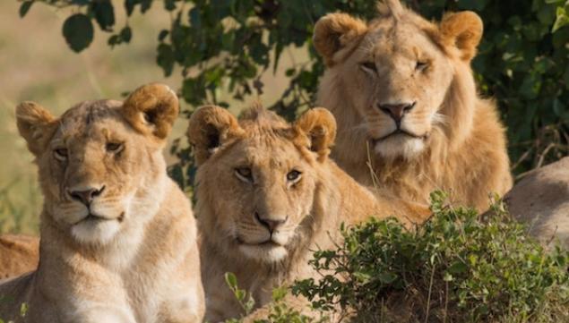 Two males and a female lion (wikipedia)