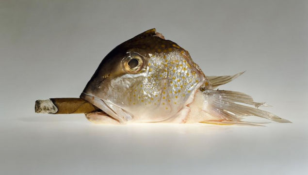 Cohiba Cigar with Smoking Fish (2009) - Elliott Erwitt Christies auction Out of the Ordinary