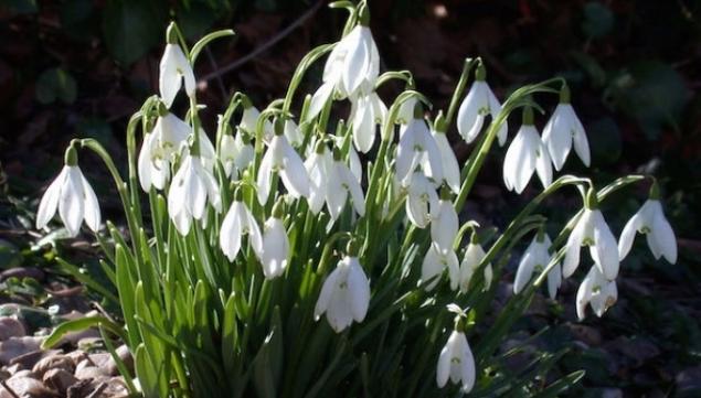 Snowdrops 