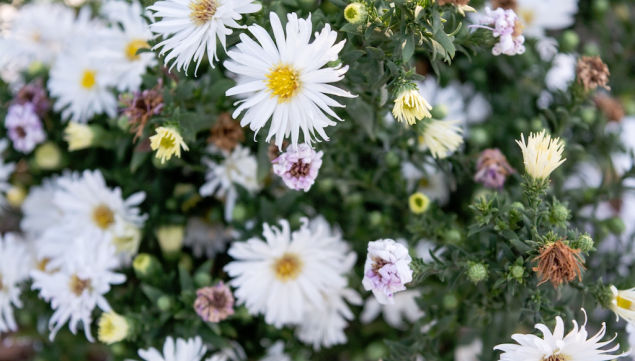 Grow Your Own Flower Patch with Georgie Newbury, Petersham Nurseries