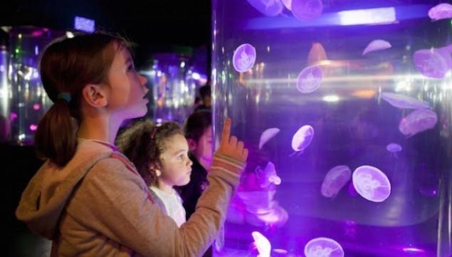 Ocean Invaders, Sea Life London Aquarium 