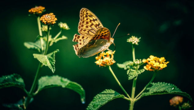 London's Garden Museum throws open its doors this spring