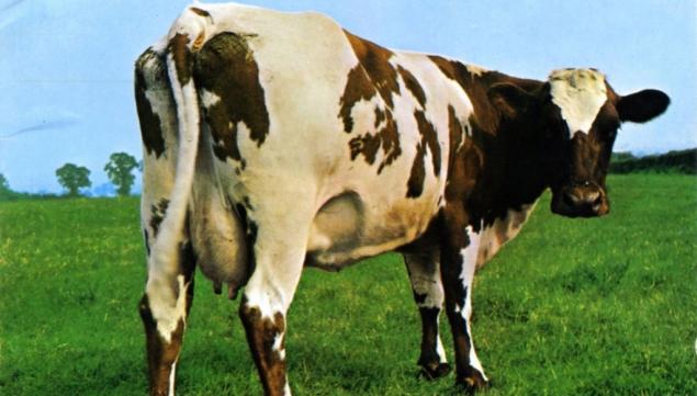 © storm Thorgerson Atom Heart Mother Album Cover