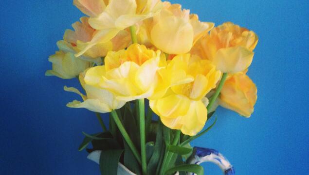 You read it here first: fringed tulips are having a moment