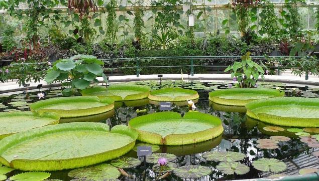 Lily House, Kew Gardens.