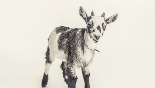 Goats, Royal Court Theatre [STAR:3]