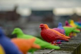 Patrick Murphy's kit of pigeons will descend onto the courtyard garden, accompanied by new music by Keaton Henson