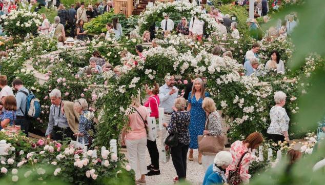 [Detail] Roses at the Chelsea Flower Show 2019