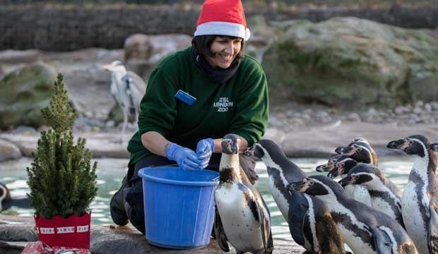 Christmas at ZSL London Zoo