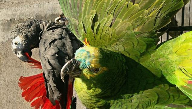 Sinke & van Tongeren, Darwin's Menagerie, courtesy of Fine Taxidermy