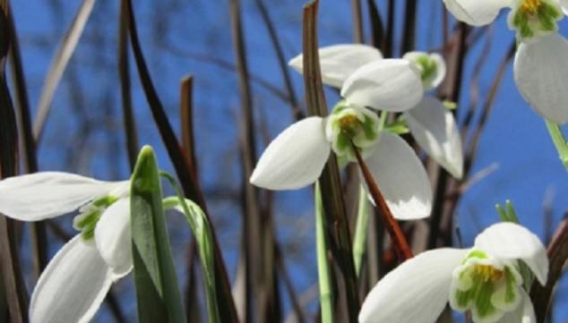 Snowdrop Days 2015, Chelsea Physic Gardens