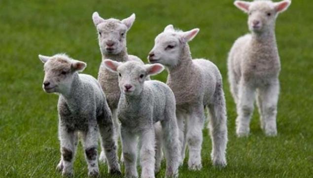 Lambing at Bockett's Farm, Surrey