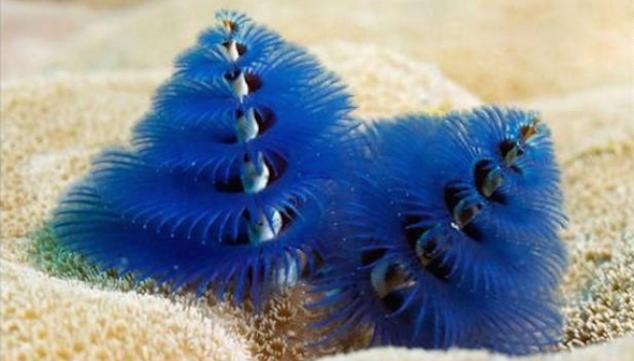 Spirobranchus giganteus from Opal Reef on the Great Barrier Reef, Australia © Catlin Seaview Survey