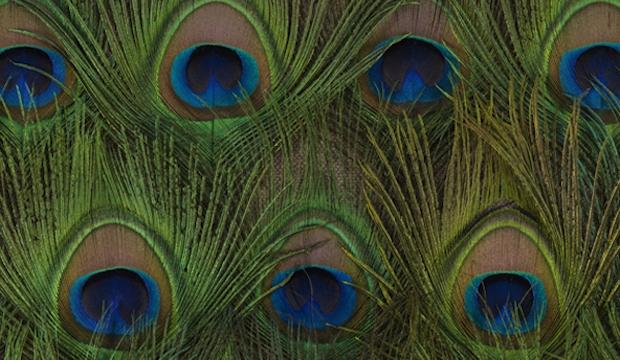 Detail from Untitled, 2014 by Carol Bove, peacock feathers and UV filtering acrylic on linen, in four (4) parts 