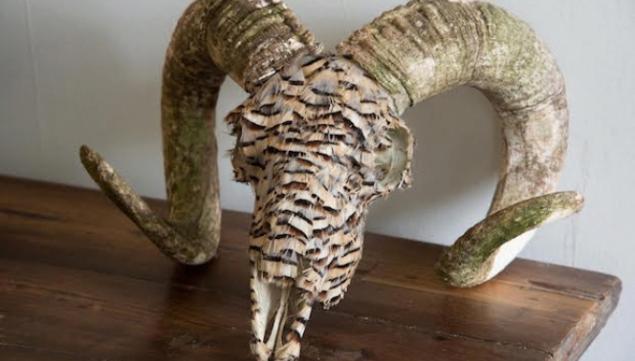 Annabel Lewis: feathered ram's skull 