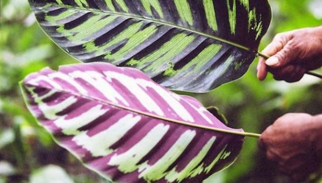 Hannah Collins photography, The Fertile Forest, 2013 - 2015, Camden Arts Centre London