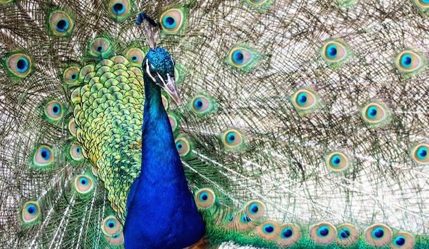 Peacocks roam: 2015 Larmer Tree Festival