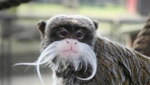 Kids at Battersea Park Zoo 