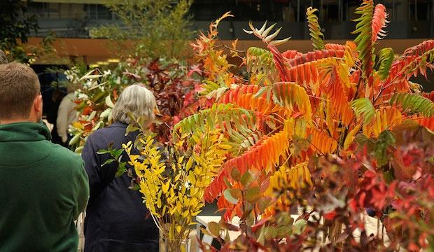 RHS London Shades of Autumn Show 2015