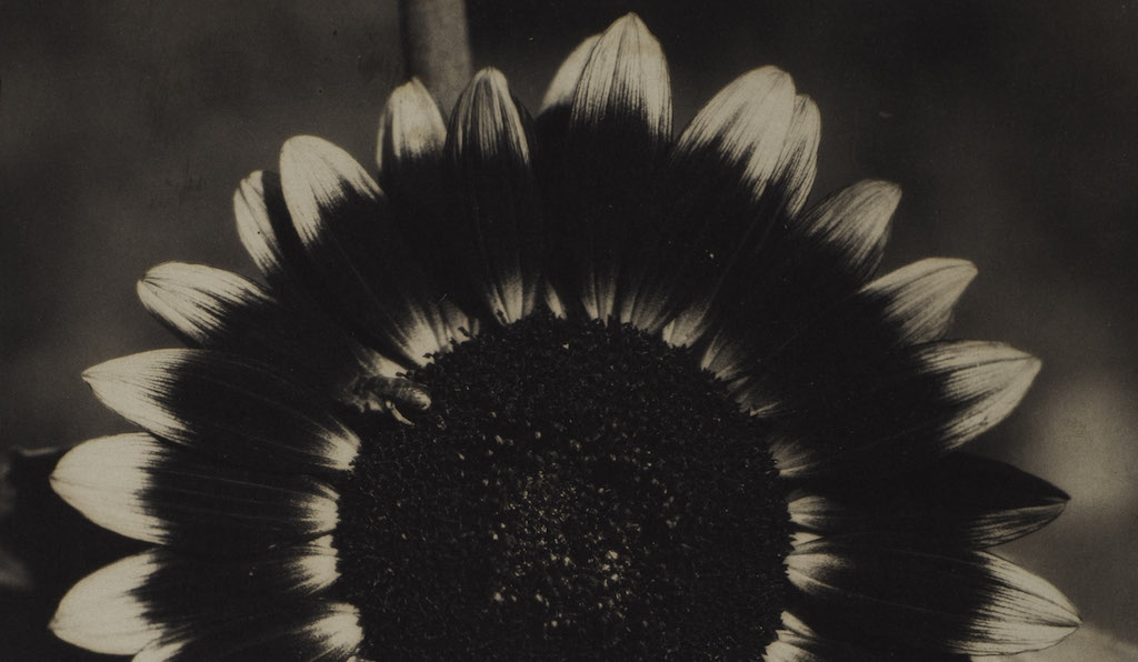 Edward Steichen's 'A Bee on a Sunflower', 1920