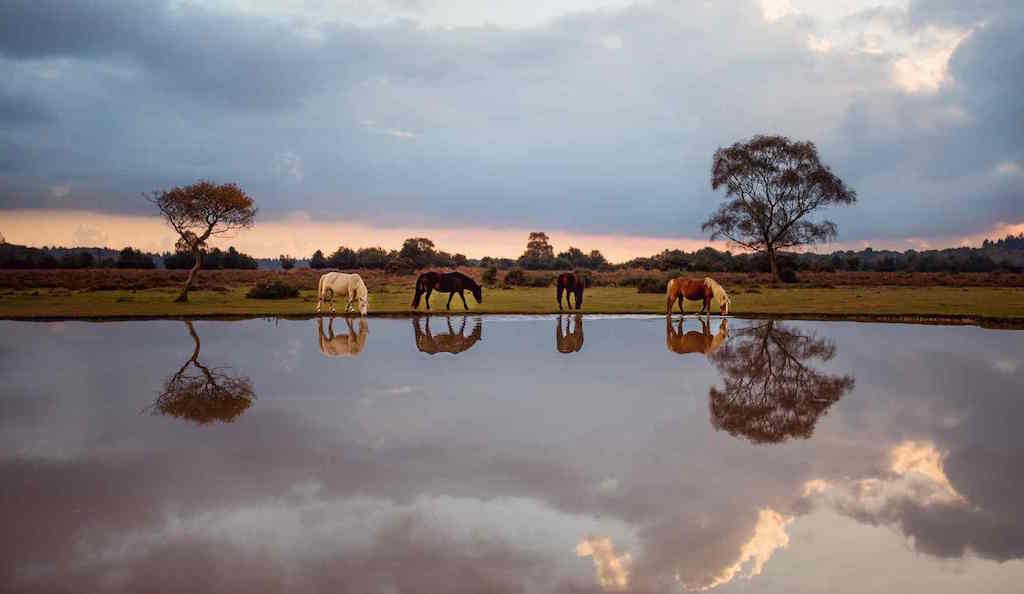 The Watering Hole, New Forest, England. Category: Nature