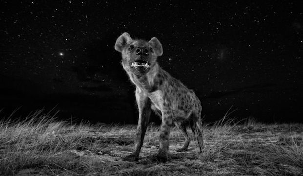  Will Burrard-Lucas - African Wildlife at Night 