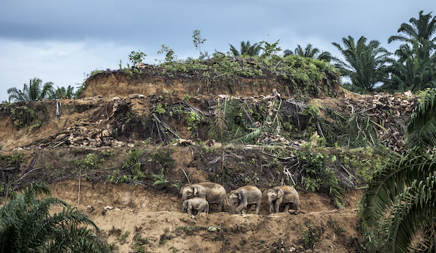 Palm-oil survivors, Aaron ‘Bertie’ Gekoski, UK/USA