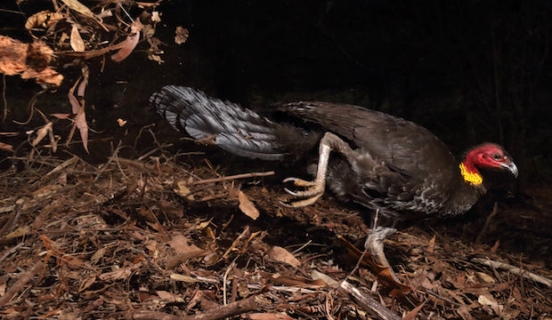 The incubator bird, Gerry Pearce, UK/Australia