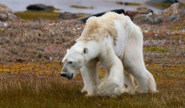 National Geographic, Starving polar bear